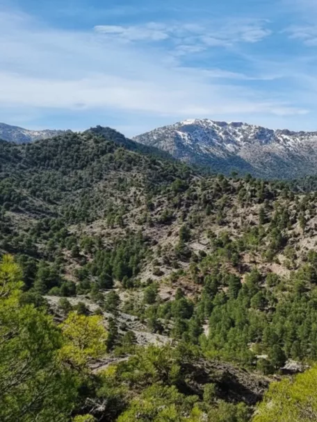 Colinas cubiertas de pinos y crestas rocosas al fondo.