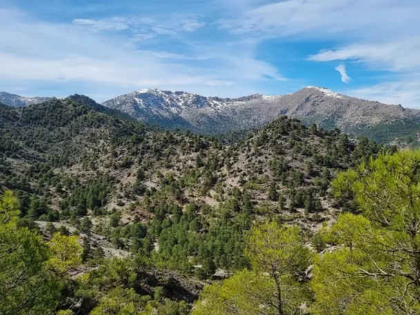 Colinas cubiertas de pinos y crestas rocosas al fondo.