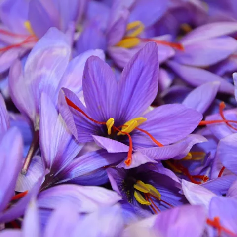 Flor recolectada