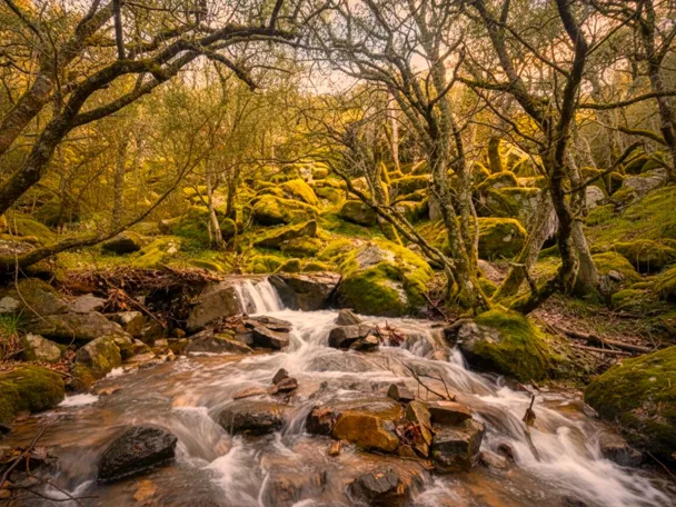 Arroyo con rápido entre rocas y musgo, bajo árboles en un bosque.