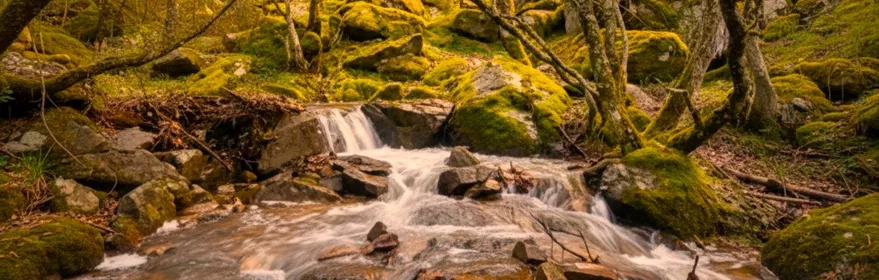 Arroyo con rápido entre rocas y musgo, bajo árboles en un bosque.