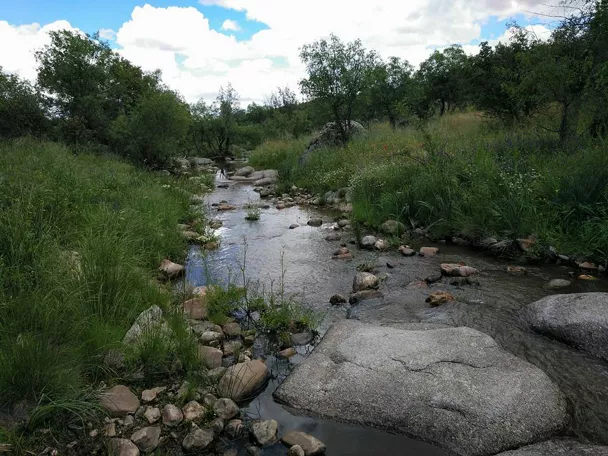 Arroyo entre rocas y vegetación silvestre