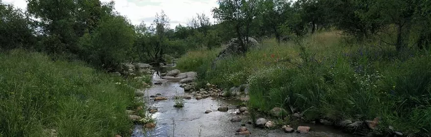 Arroyo entre rocas y vegetación silvestre