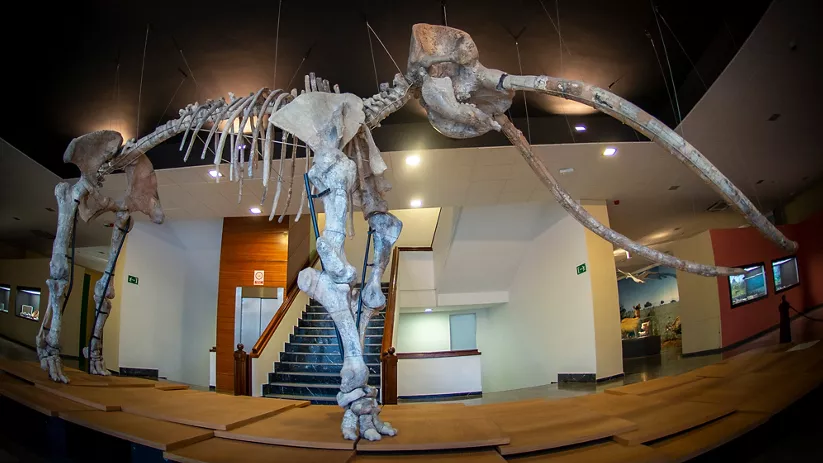 Esqueleto completo de gran mamífero prehistórico suspendido en sala interior