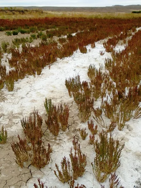 Matorral bajo rojizo sobre suelo agrietado y blanquecino en paisaje salino.