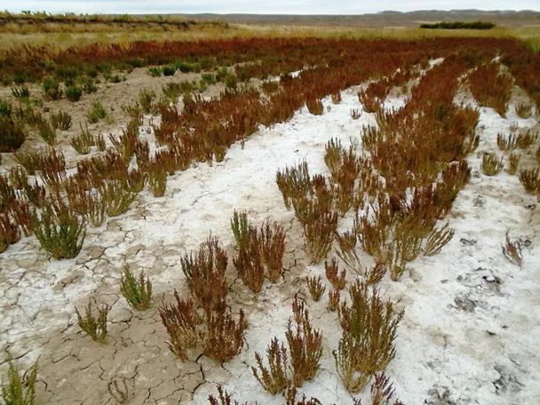 Matorral bajo rojizo sobre suelo agrietado y blanquecino en paisaje salino.