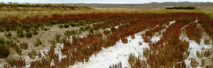 Matorral bajo rojizo sobre suelo agrietado y blanquecino en paisaje salino.