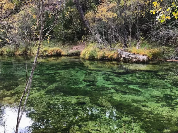 Río de aguas cristalinas en bosque