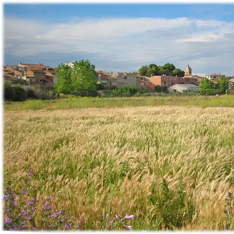 Entorno y naturaleza en San Pedro en Albacete
