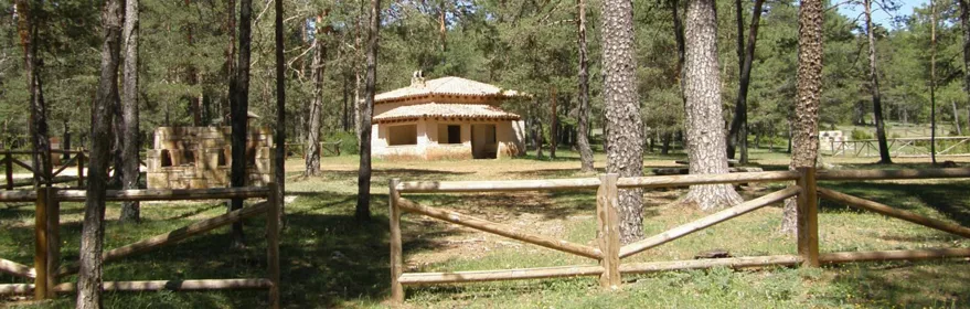 Área recreativa en pinar.