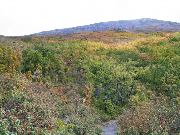 Sendero entre bosque otoñal.