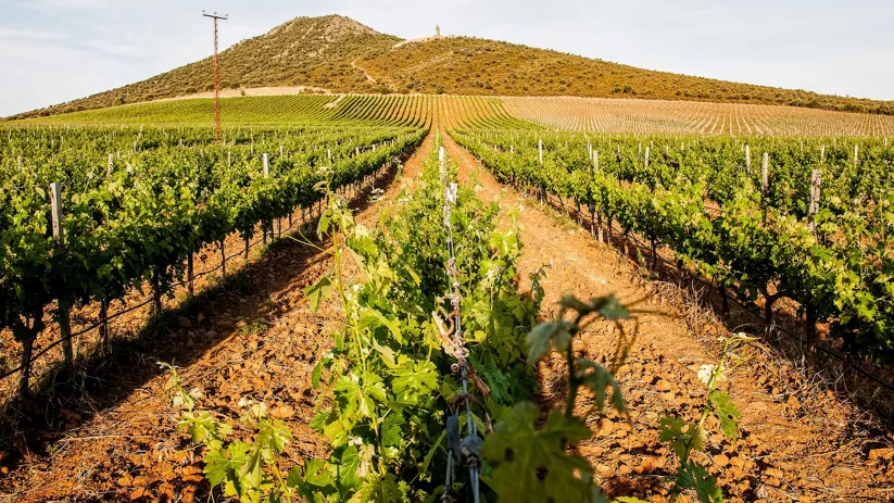 Enogastronomía Castilla-La Mancha