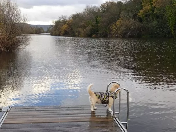 Perro sobre pasarela de madera junto al río