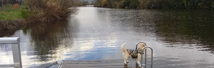 Perro sobre pasarela de madera junto al río