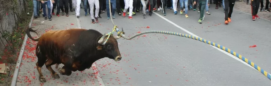 Toro sujeto con una cuerda avanzando por una calle rodeado de multitud.