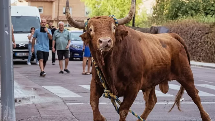 Toro con cuerda en los cuernos caminando por una vía urbana con personas detrás.