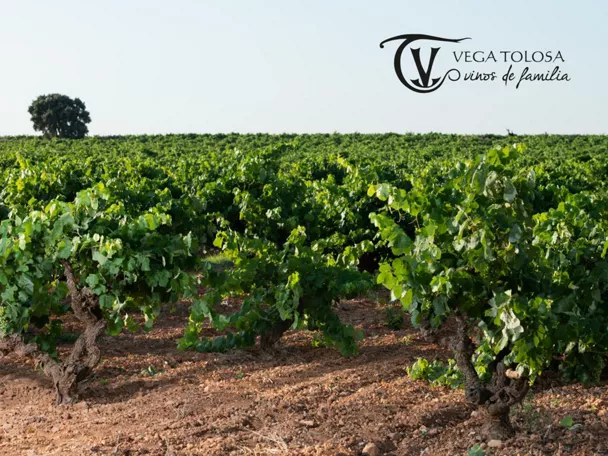 Enogastronomía Castilla-La Mancha