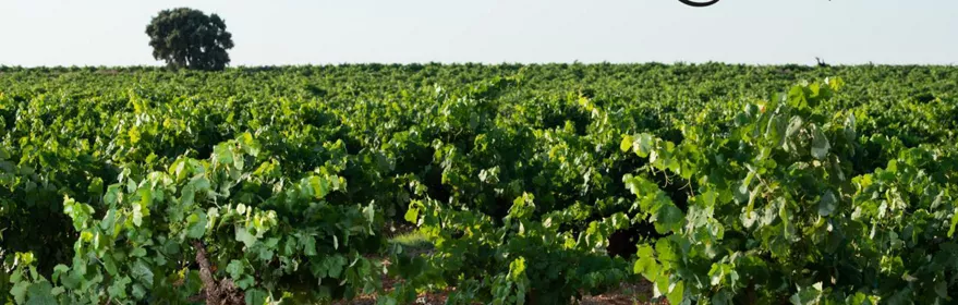 Enogastronomía Castilla-La Mancha