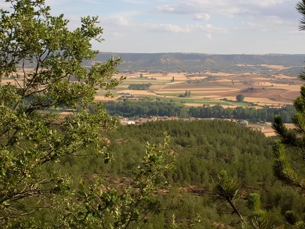 Paisaje arbolado