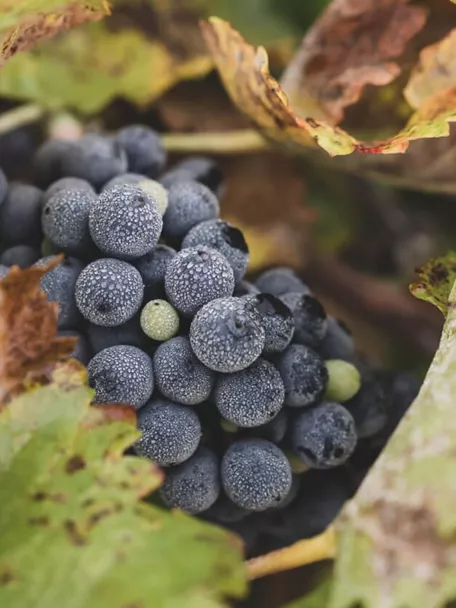 Racimo de uvas maduras entre hojas de vid