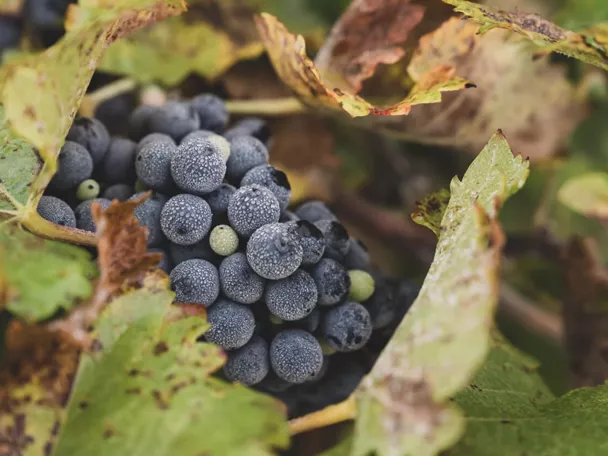 Racimo de uvas maduras entre hojas de vid