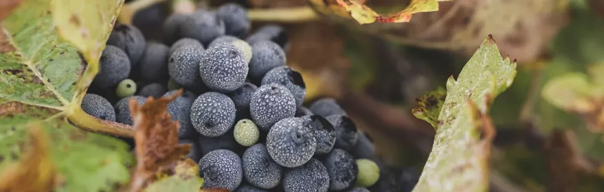Racimo de uvas maduras entre hojas de vid