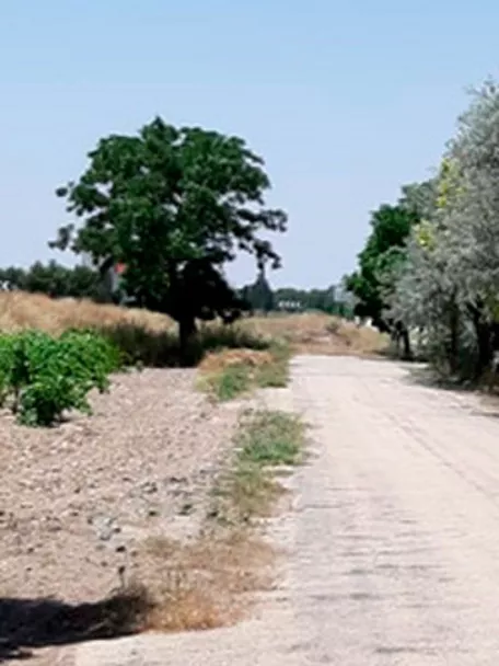 Camino rural entre árboles y campos de cultivo