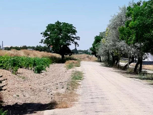 Camino rural entre árboles y campos de cultivo