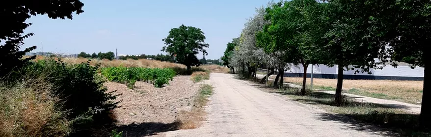 Camino rural entre árboles y campos de cultivo