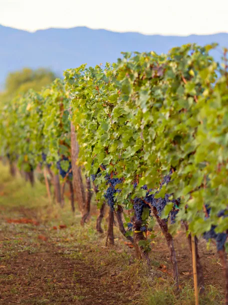 Filas de viñedos con racimos maduros y paisaje montañoso al fondo