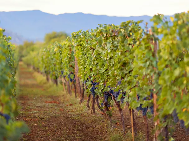 Filas de viñedos con racimos maduros y paisaje montañoso al fondo