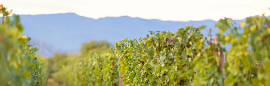 Filas de viñedos con racimos maduros y paisaje montañoso al fondo