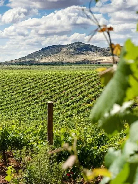 Viñedos en paisaje agrícola de La Mancha bajo cielo con nubes