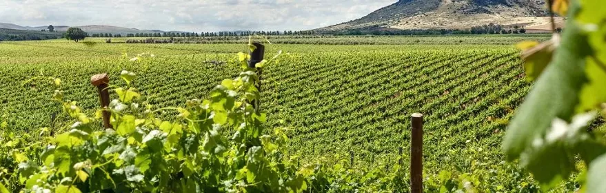 Viñedos en paisaje agrícola de La Mancha bajo cielo con nubes
