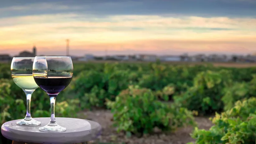 Copas de vino frente a viñedos al atardecer.