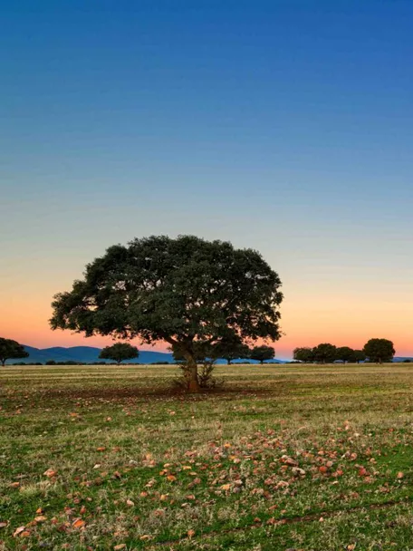 Pradera abierta con encinas al atardecer