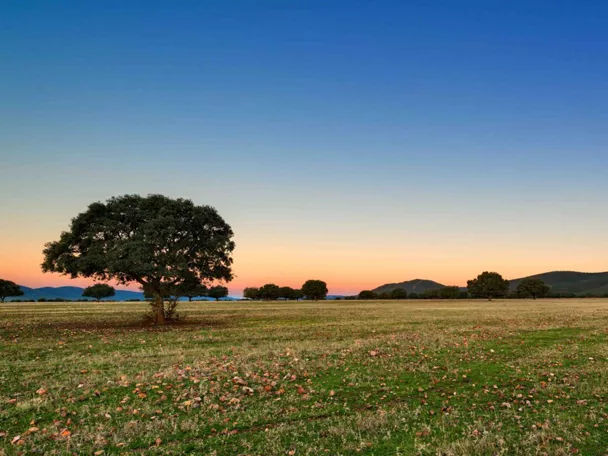 Pradera abierta con encinas al atardecer