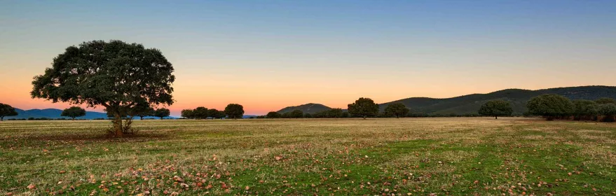 Pradera abierta con encinas al atardecer