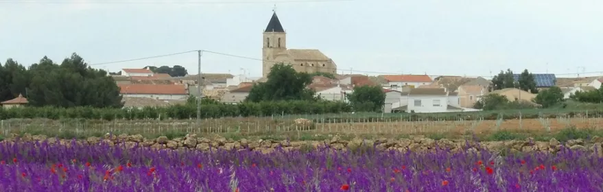 Vistas del pueblo con campo de azucenas