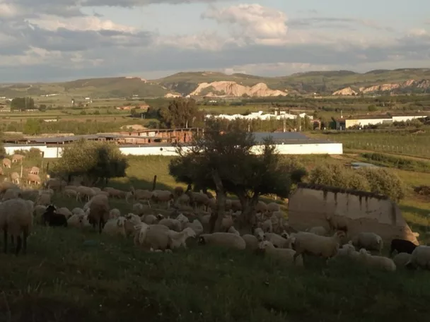 Paisaje rural con rebaño entre encinas y colinas suaves