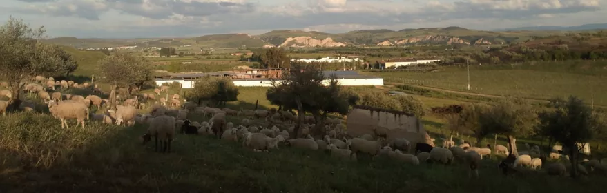 Paisaje rural con rebaño entre encinas y colinas suaves