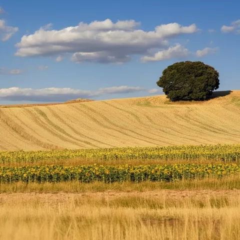 Entorno de la localidad de Viveros en la provincia de Albacete