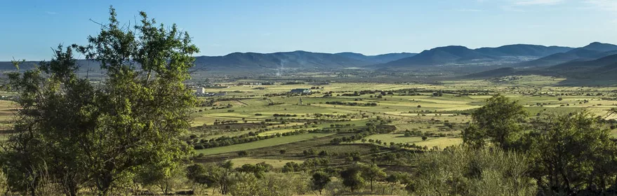 Paisaje abierto de campo con arbolado disperso