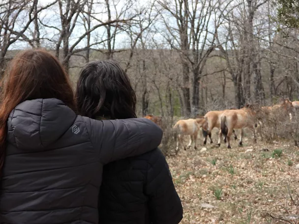 Visita guiada a caballos Prewalski
