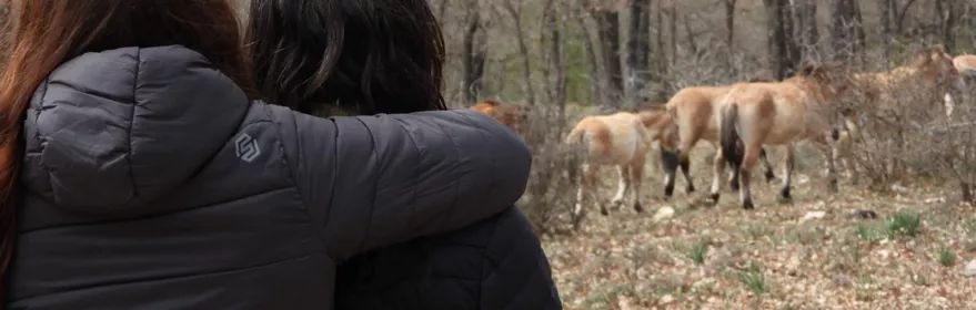 Visita guiada a caballos Prewalski
