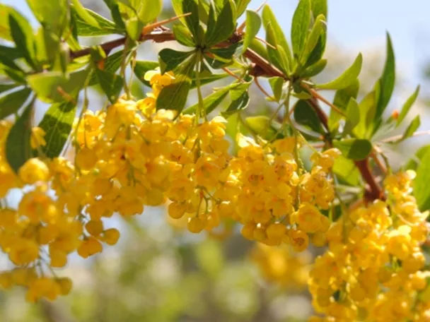 Agracejo en la laguna del Marquesado
