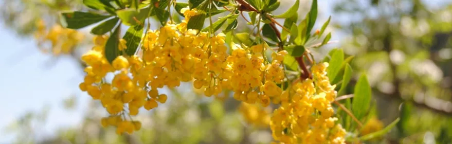 Agracejo en la laguna del Marquesado