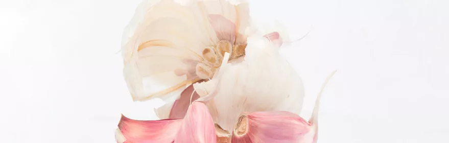 Imagen de una cabeza de ajos