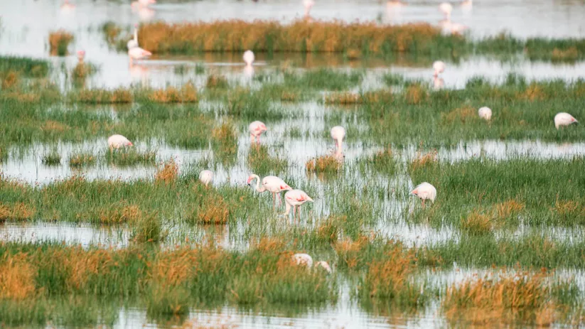 Complejo lagunar de Alcázar de San Juan