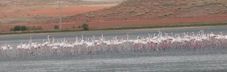 Grupo de flamencos caminando por una laguna poco profunda